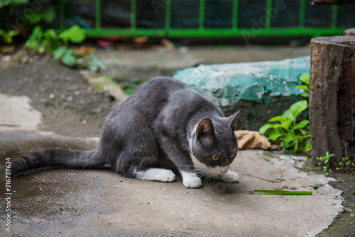 Cat on the streets of Odessa