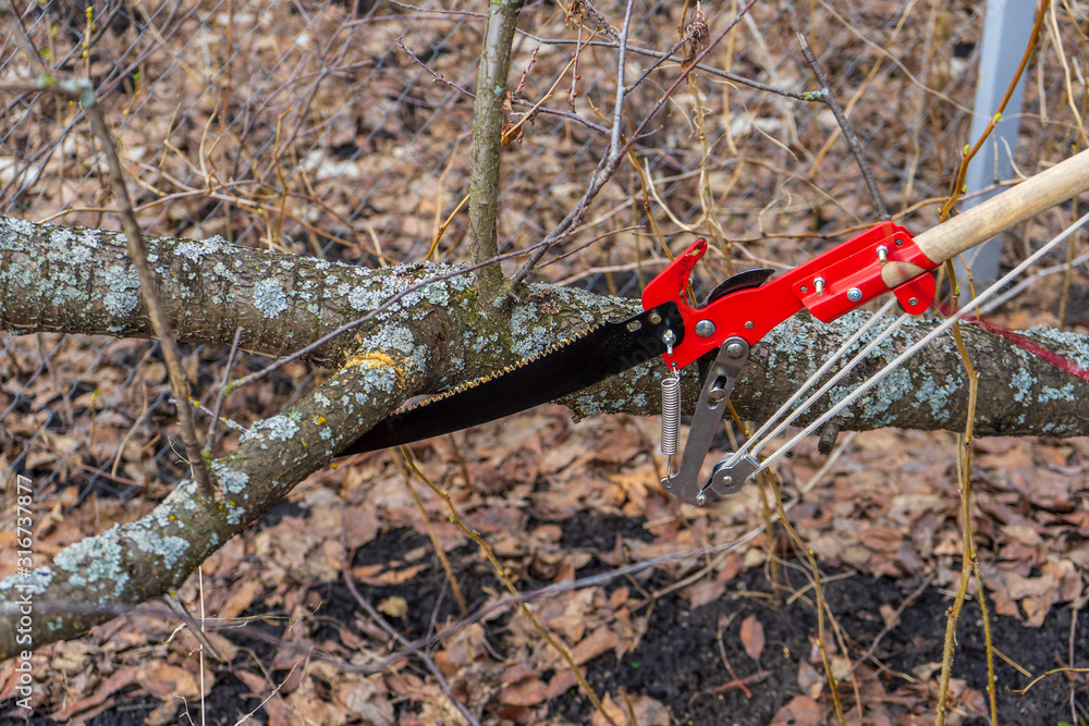 Naklejka premium Garden saw for cutting branches of cherry bush overgrown with lichen. Pruning of fruit trees with lopper. Spring or autumn work in garden. Gardening concept