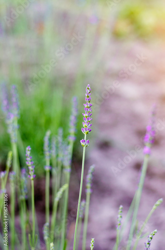lavender. Soft focus, beautiful lavender flower