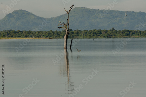 Lake in the Udawalawe National Park on Sri Lanka. photo