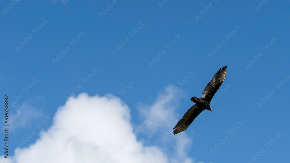 circling vulture with a blue sky