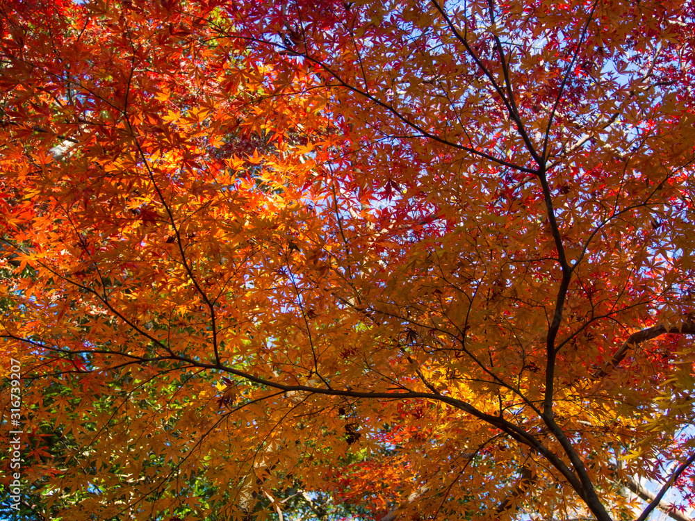 Autumn maple leaves on tree in all shades of green, orange, red and yellow Autumn maple leaves on tree in all shades of green, orange, red and yellow