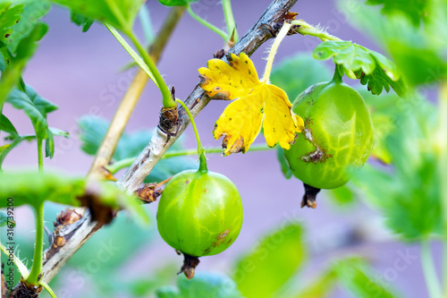 Fungal disease Gooseberry Anthracnose.Yellow leaf and green gooseberry fruits affected by infection.Close up.The concept of combating diseases of fruit shrubs in the garden.