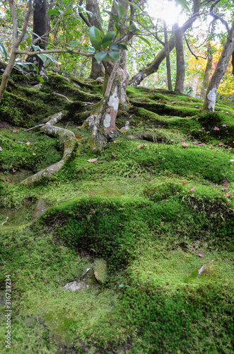 Ancient green forest nature with mossy ground