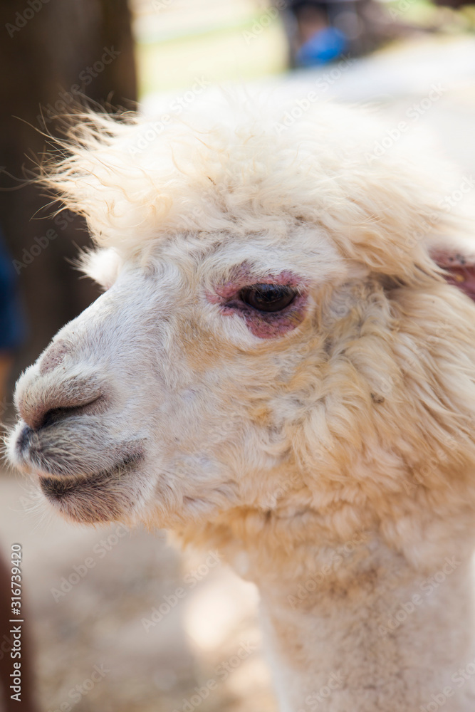 Little shaggy alpaca