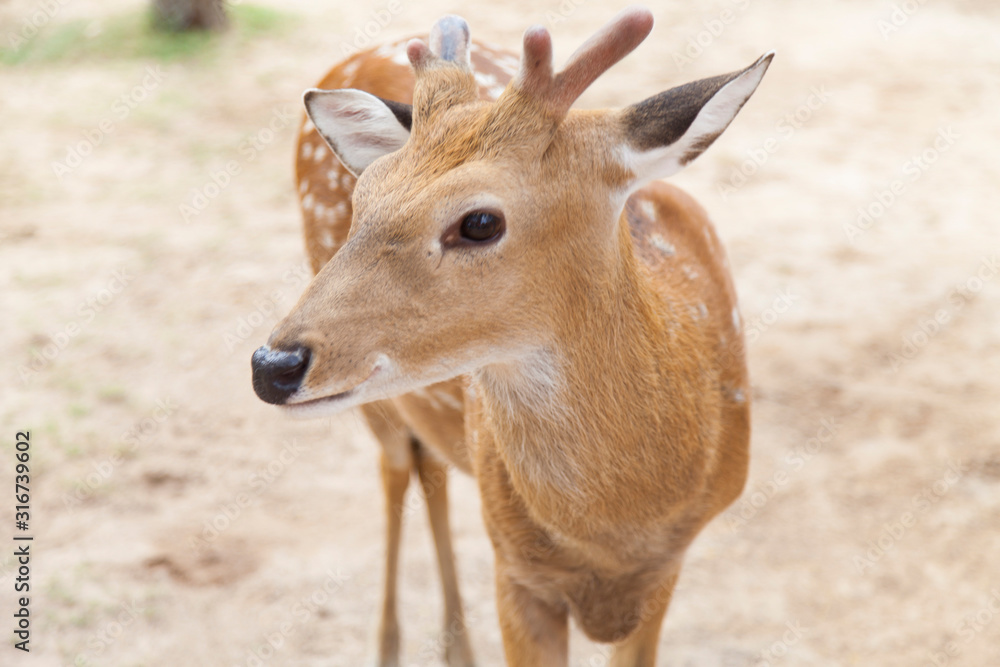 Red dappled deer Red dappled deer