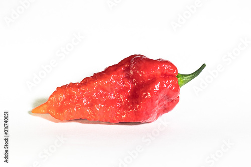 Isolated Bhut Jolokia Orange very hot pepper