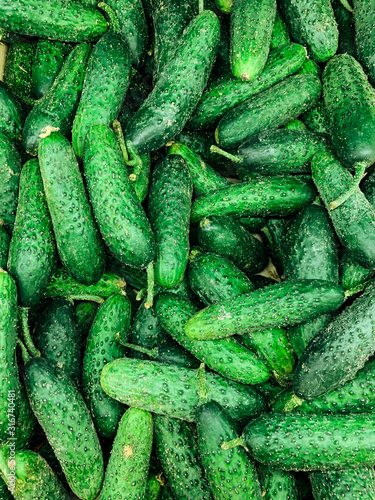 Fototapeta Naklejka Na Ścianę i Meble -  lots of vegetables green cucumbers for eating as a background