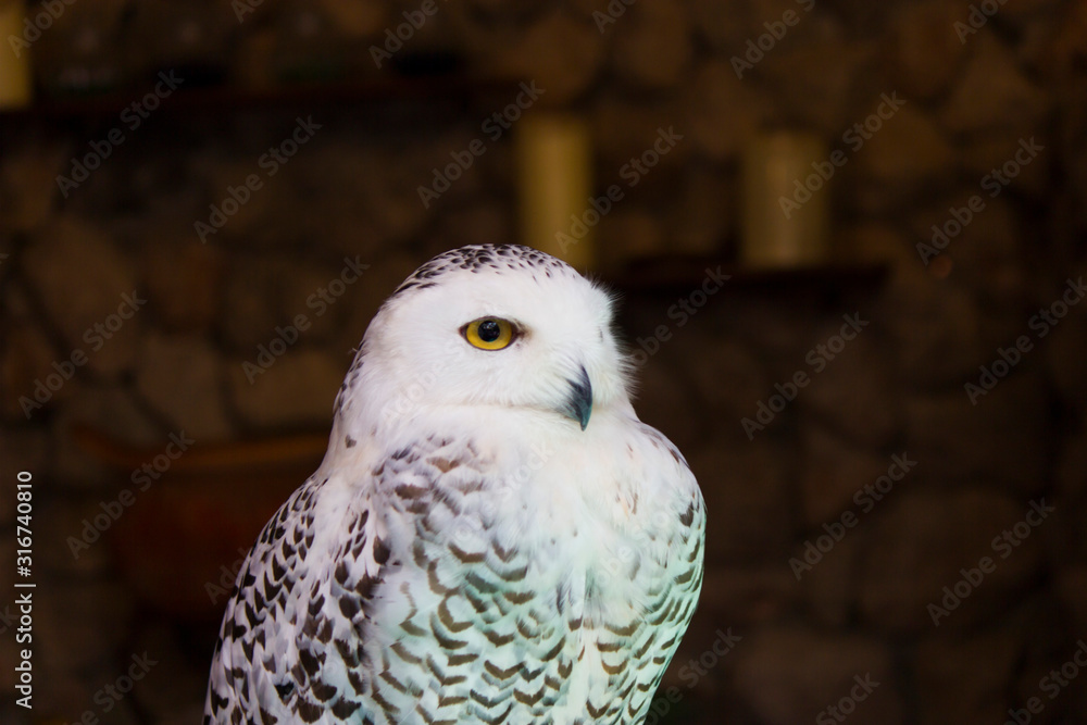 Fototapeta premium The owl is scary beautiful
