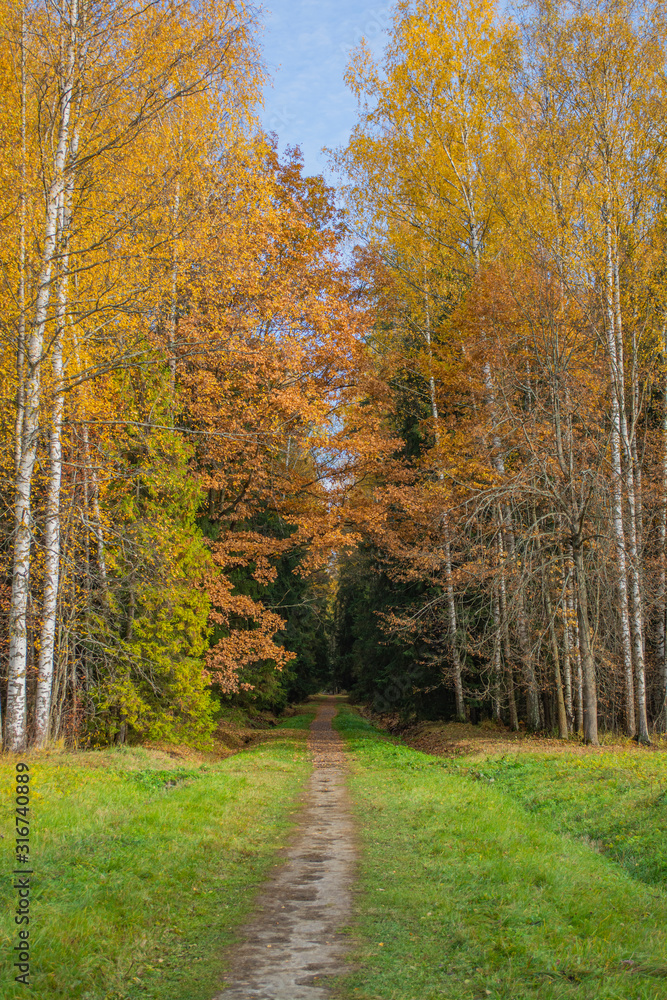 Path in the autumn park in sunny weather