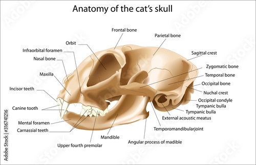 Anatomy of the cat’s skull Lateral view