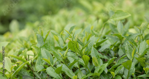 Green tea trees in spring