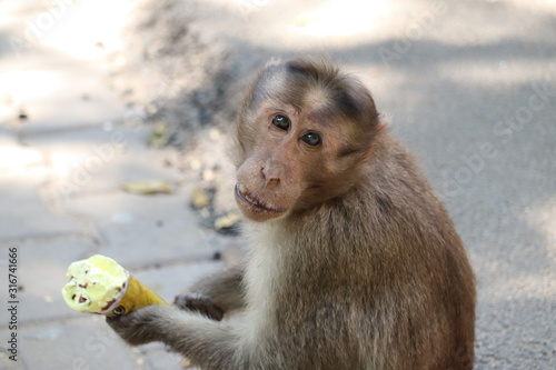 Canvas Print monkey eating ice cream