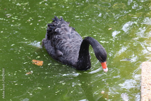 swan on water