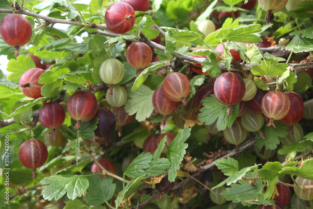 Fresh red gooseberries on branch gooseberry bush in the fruit garden. Close-up view of organic gooseberry berries hanging under the leaves. Photo | Adobe Stock