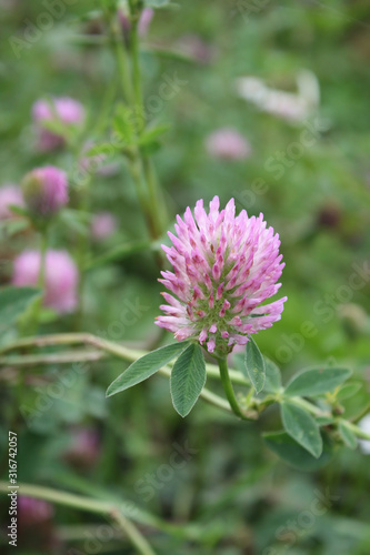 Pink clover blooming on the meadow.  Valuable agricultural feed culture.  Macro photo dark pink flower on green  background from leaves.