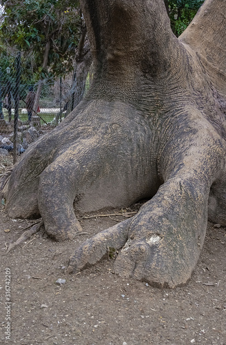 trunk and roots of a huge old tree with bark texture