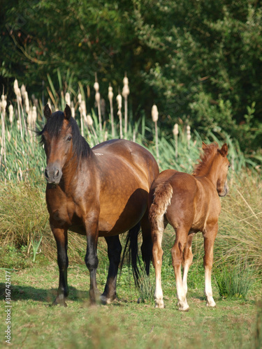 Beautiful Mare and Foal