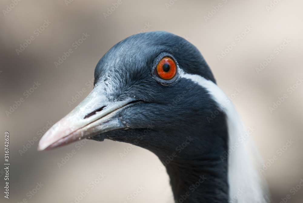 Fototapeta premium Portrait of a Demoiselle Crane