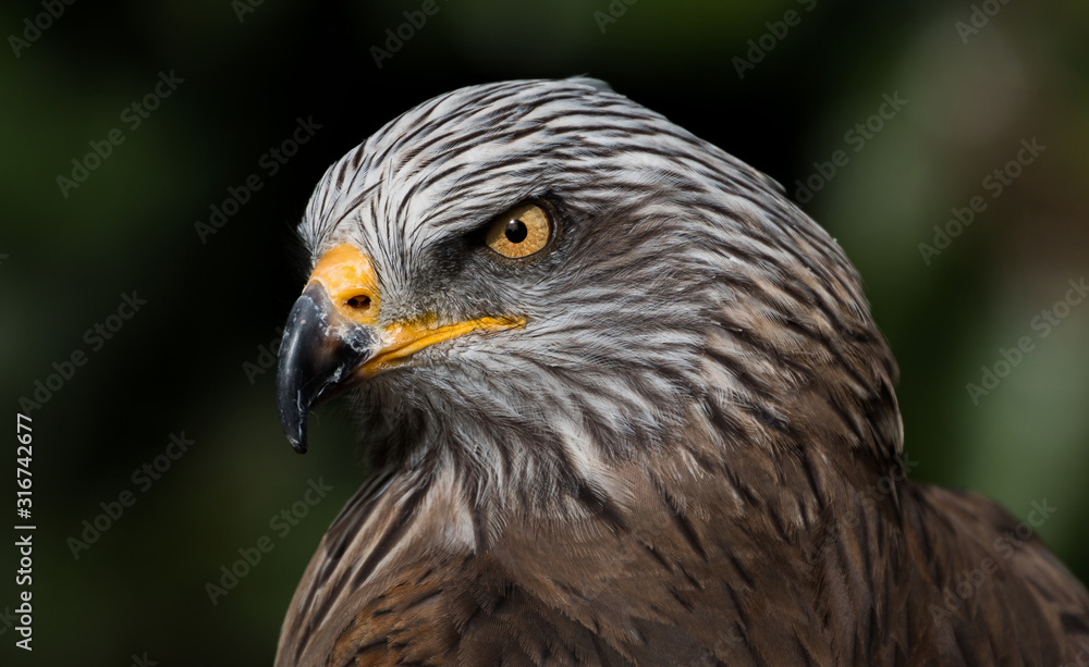 Portrait of a Ferruginous Hawk Portrait of a Ferruginous Hawk