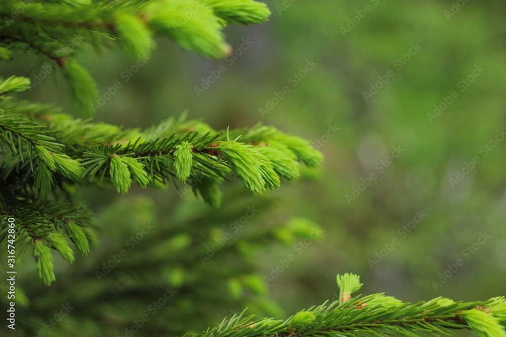 Fresh green fir tree branch close up Fresh green fir tree branch close up
