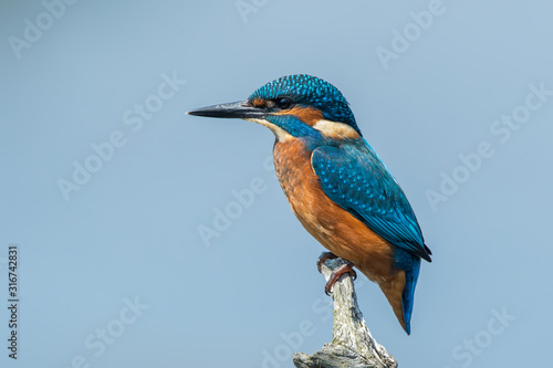 Kingfisher on Fishing Stick