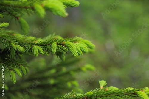 Fresh green fir tree branch close up