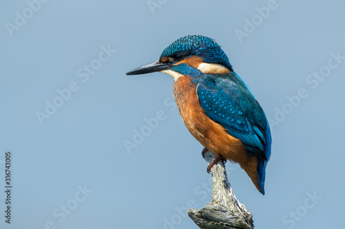 Kingfisher on Fishing Stick