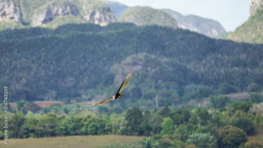 circling vulture in the mountains of vinales, cuba circling vulture in the mountains of vinales, cuba