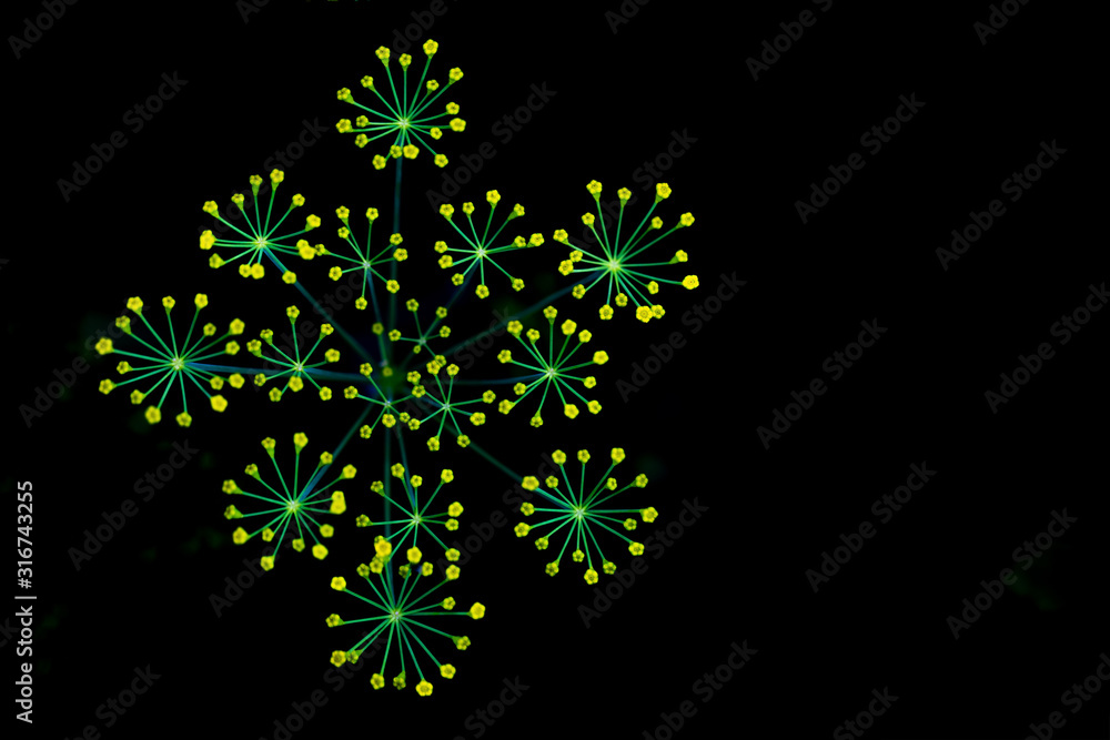 Blooming dill on a black background.Top view.Close up.The concept of decoration, art object, design calendars, wallpaper,picture. Blooming dill on a black background.Top view.Close up.The concept of decoration, art object, design calendars, wallpaper,picture.