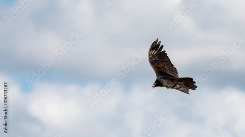 circling, flying vulture on a cloudy day