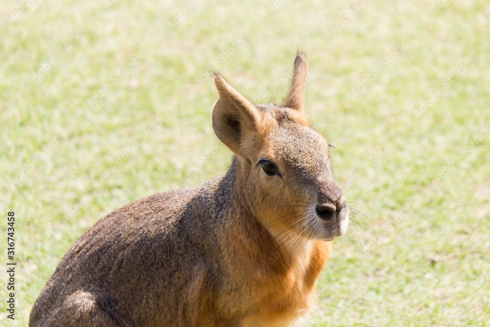 Fototapeta premium Big Patagonian hare