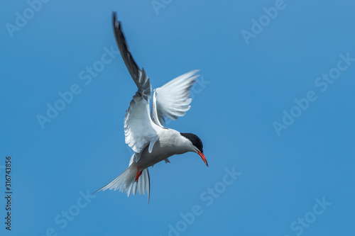 Common Tern Hovering