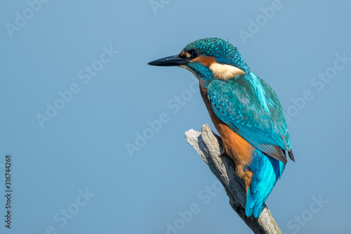 Fototapeta Kingfisher on Fishing Stick