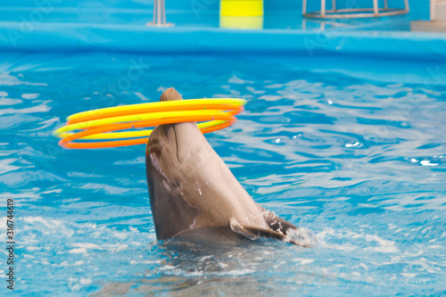 Dolphin performs in the pool