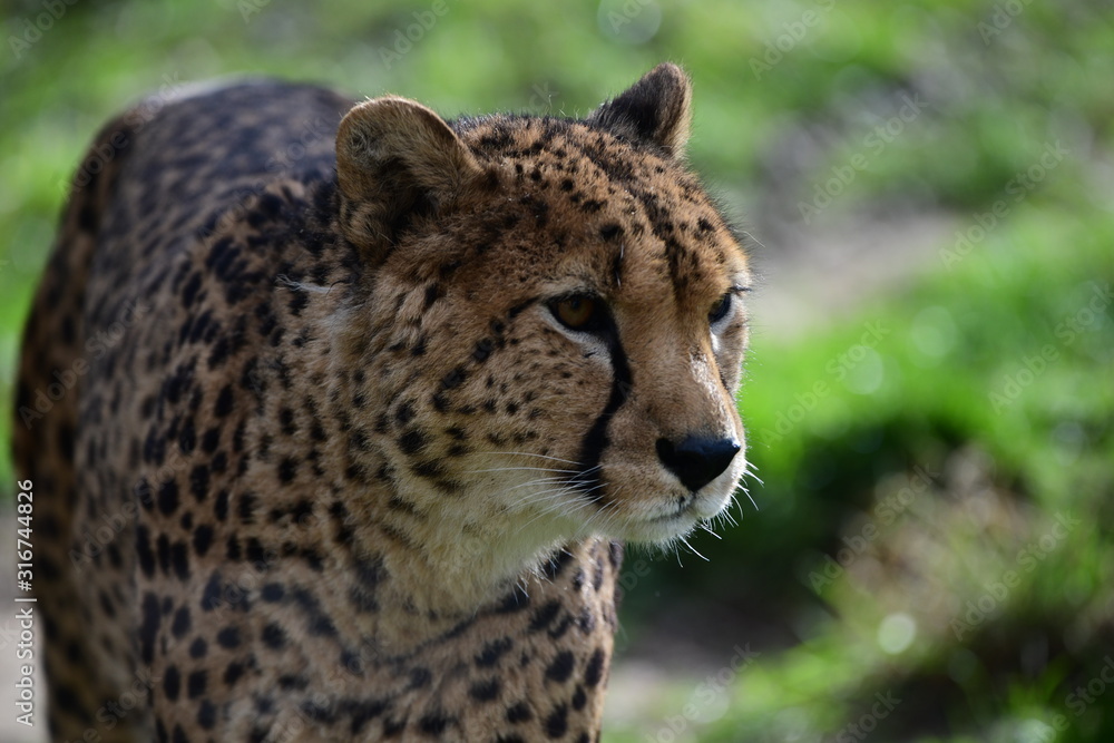 Cheetah on the move Cheetah on the move