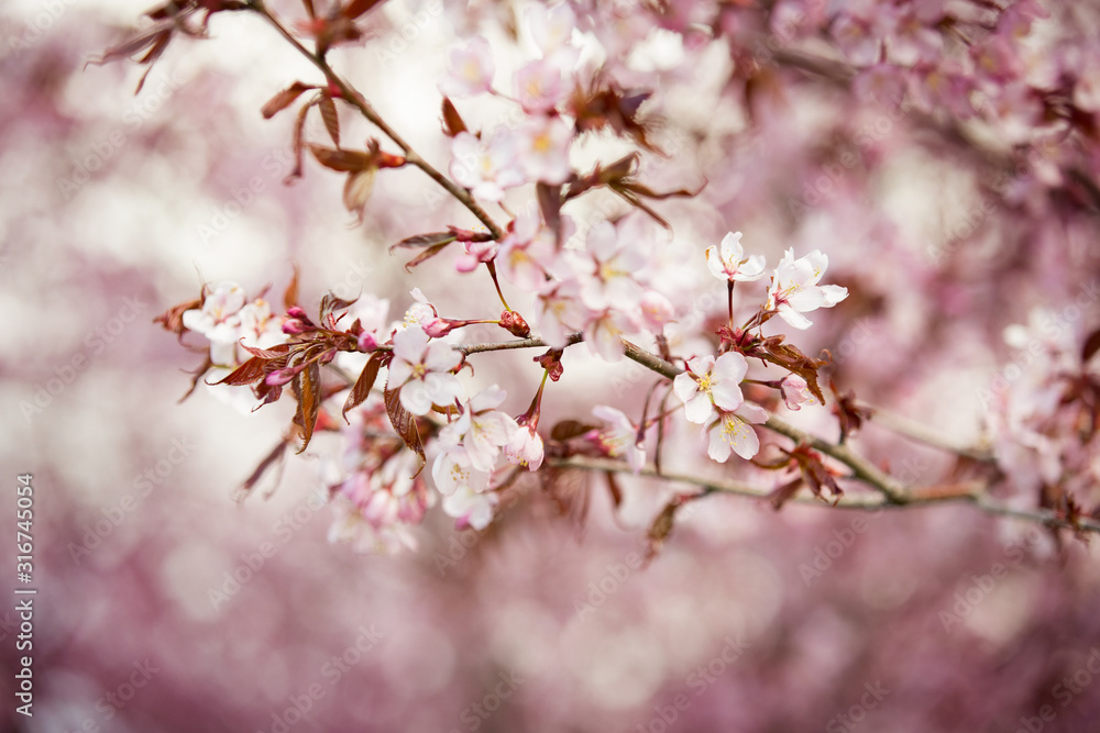 Beautiful city park with cherry trees in bloom. Branches with pink flowers in sunny day. Helsinki, Finland Beautiful city park with cherry trees in bloom. Branches with pink flowers in sunny day. Helsinki, Finland