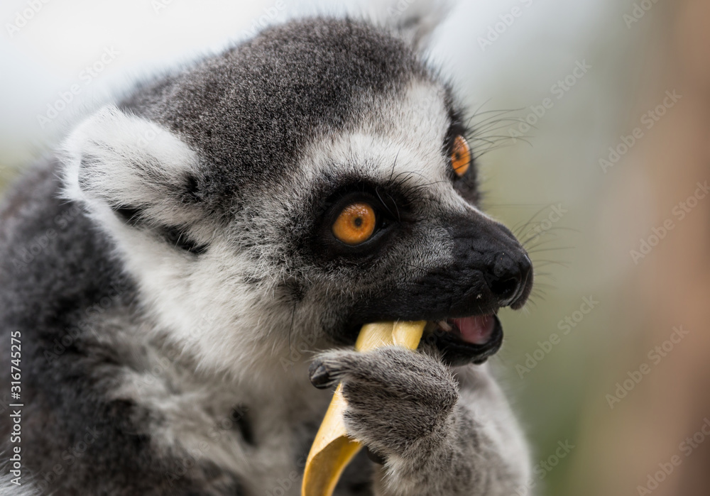 Obraz premium Ring-Tailed Lemur eating lunch