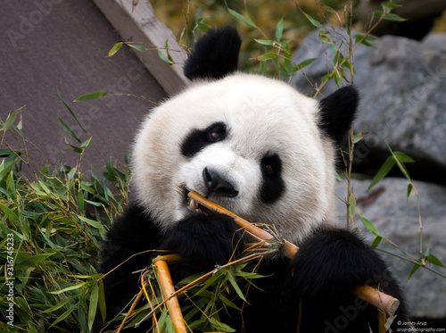 Giant Panda eating bamboo shoots