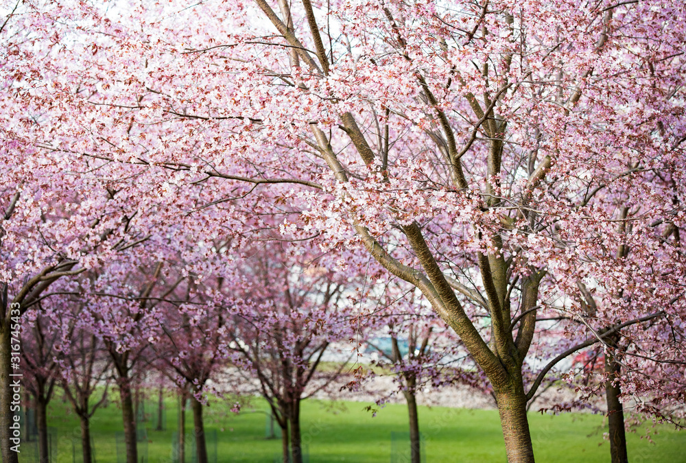 Beautiful city park with cherry trees in bloom. Branches with pink flowers in sunny day. Helsinki, Finland Beautiful city park with cherry trees in bloom. Branches with pink flowers in sunny day. Helsinki, Finland