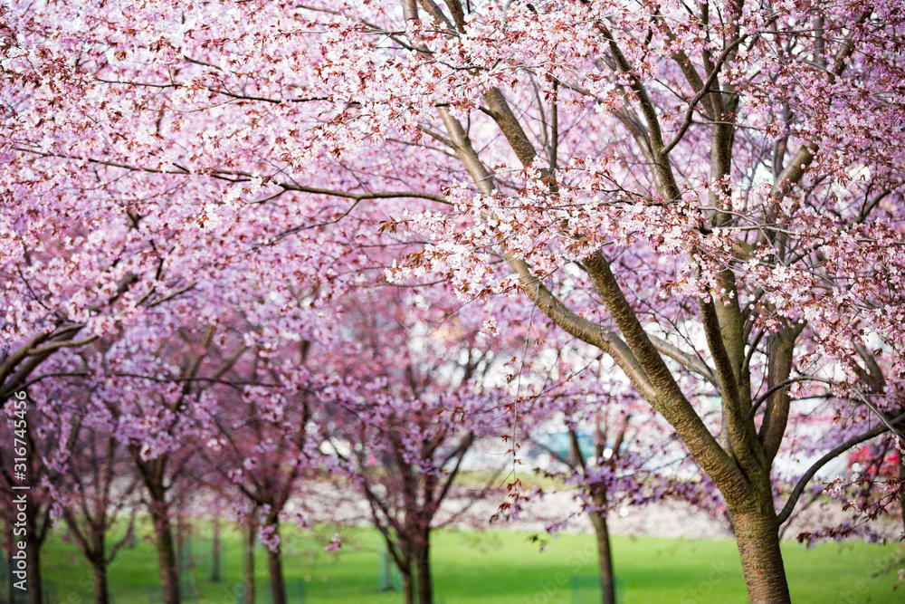 Beautiful city park with cherry trees in bloom. Branches with pink flowers in sunny day. Helsinki, Finland