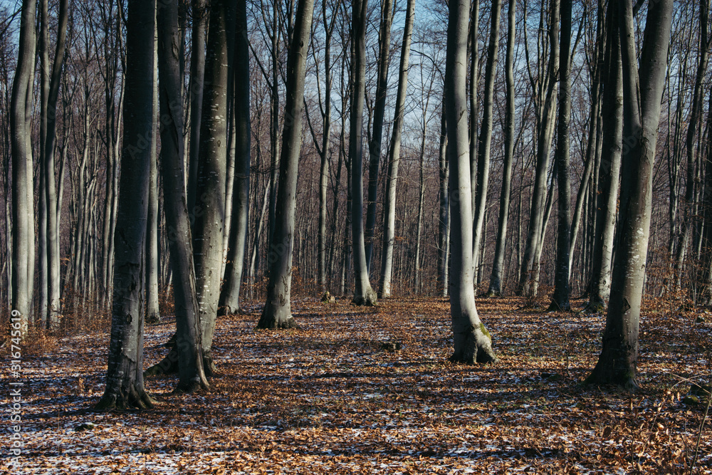 end of winter forest landscape end of winter forest landscape