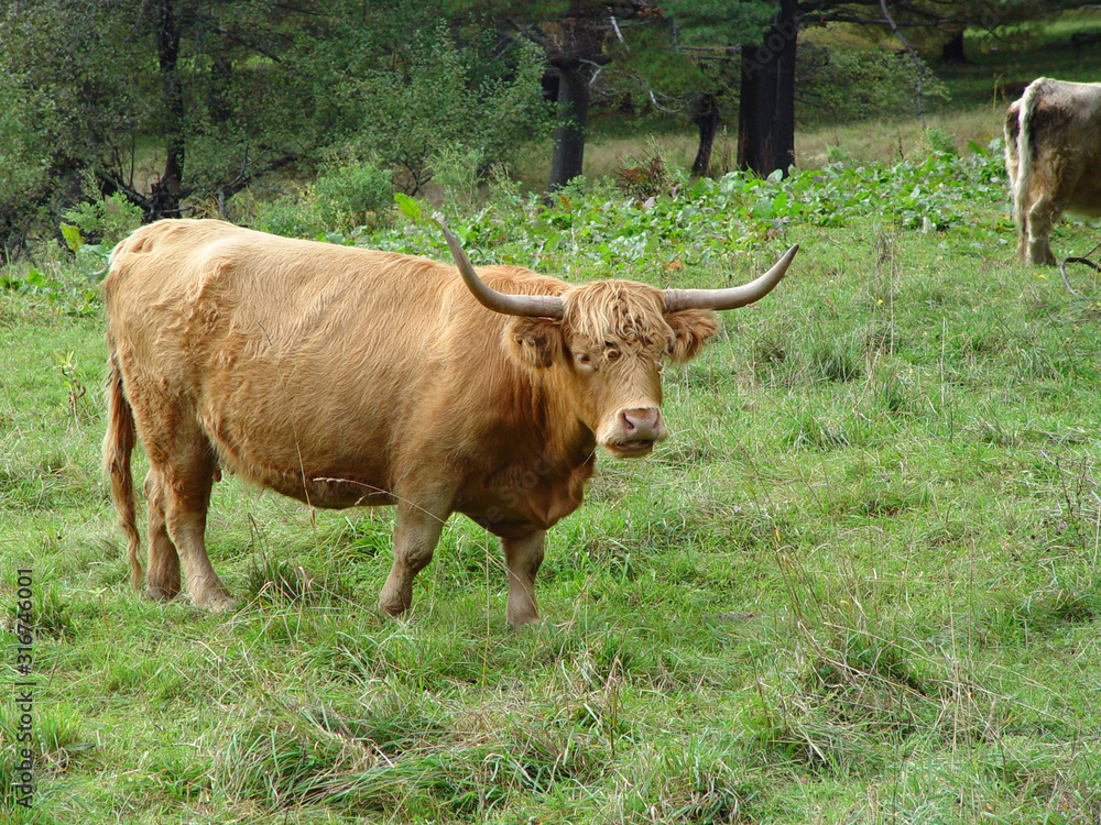 A cow grazing in the pasture A cow grazing in the pasture