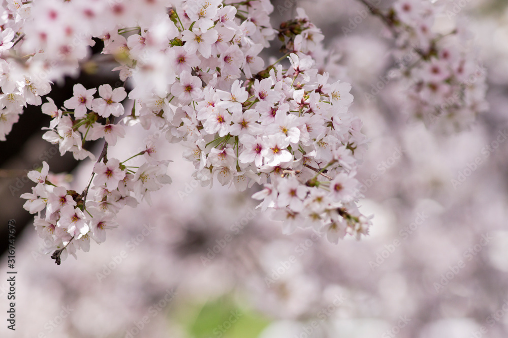 Scientific name is Cerasus ×yedoensis (Matsum.) Masam. & Suzuki ‘Somei-yoshino. Scientific name is Cerasus ×yedoensis (Matsum.) Masam. & Suzuki ‘Somei-yoshino.