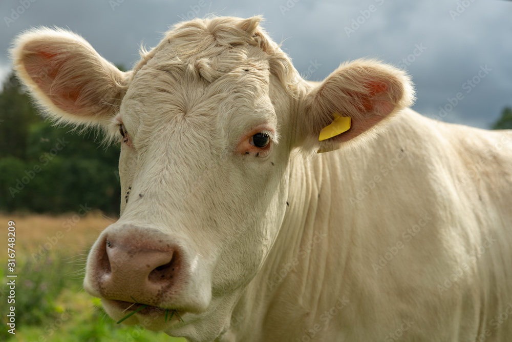 Close up of a white cow looking straight into the camera