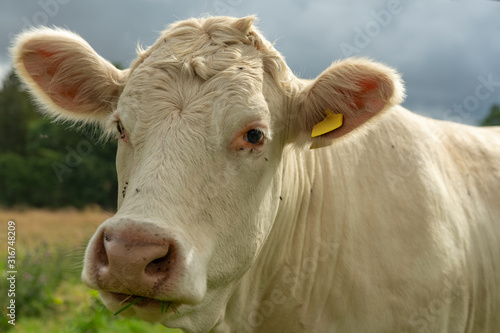 Close up of a white cow looking straight into the camera © Magnus