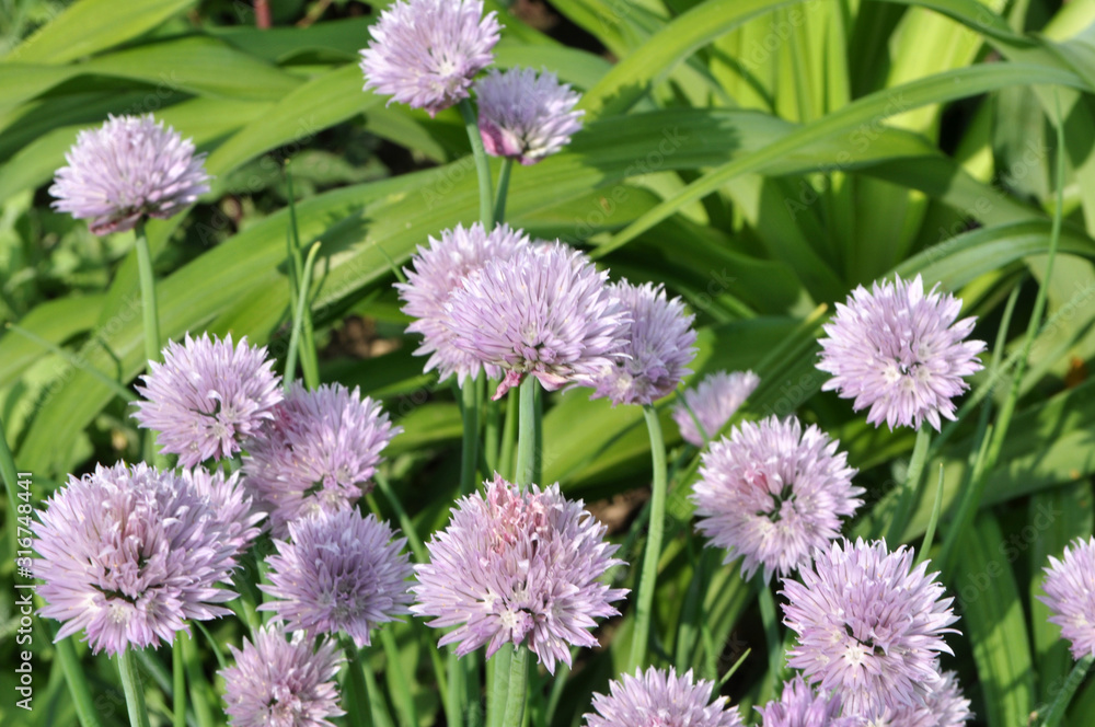 Decorative onion grows on a flowerbed in the garden Decorative onion grows on a flowerbed in the garden