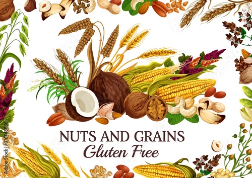 Nuts and grains gluten free natural food. Vector cereal, corn and kernels, seed snacks. Pistachio and peanut, cashew and rice, millet and rye. Almonds and buckwheat flowers, ears of wheat
