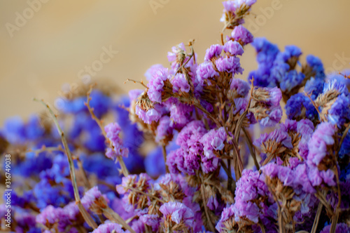 bunch of lavender flowers