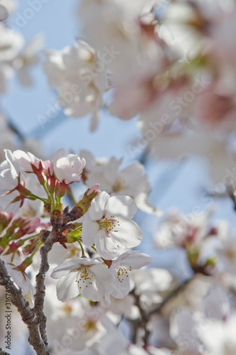 Scientific name is Cerasus ×yedoensis (Matsum.) Masam. & Suzuki ‘Somei-yoshino. 